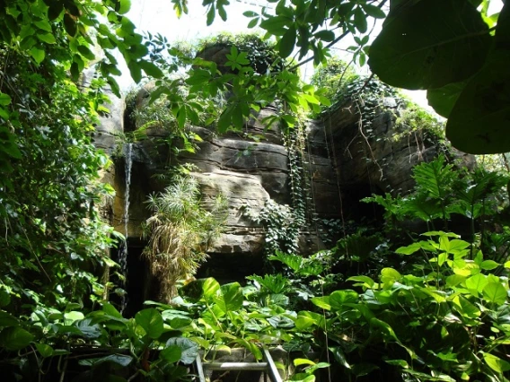 B2 Rainforest Mnt