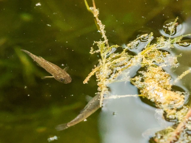 Two Sonoyta pupfish, also known as Quitobaquito pupfish, swim in their new habitat at Biosphere 2.