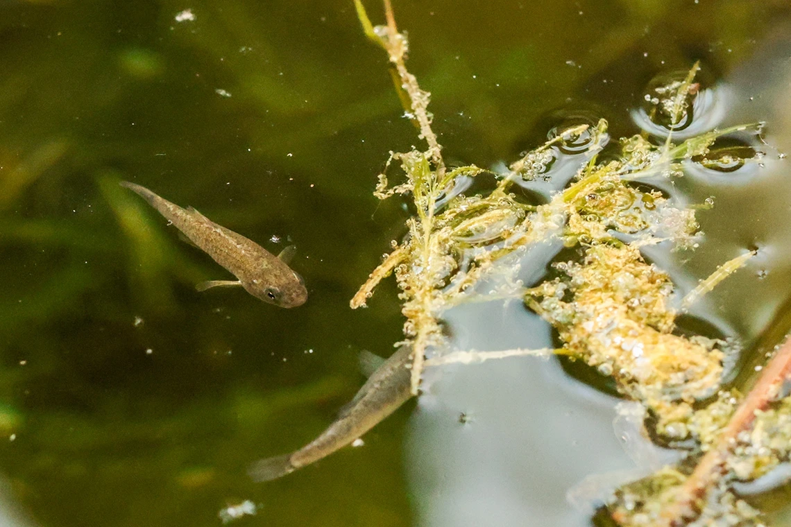 Two Sonoyta pupfish, also known as Quitobaquito pupfish, swim in their new habitat at Biosphere 2.