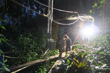 Rain Forest at Night