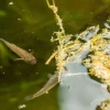 Two Sonoyta pupfish, also known as Quitobaquito pupfish, swim in their new habitat at Biosphere 2.